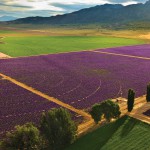 Lavender at the Young Living Farm